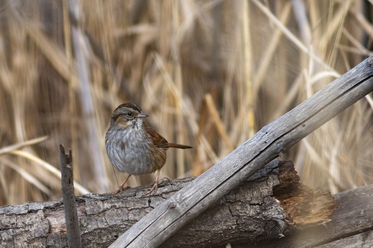 Swamp Sparrow - ML630238455