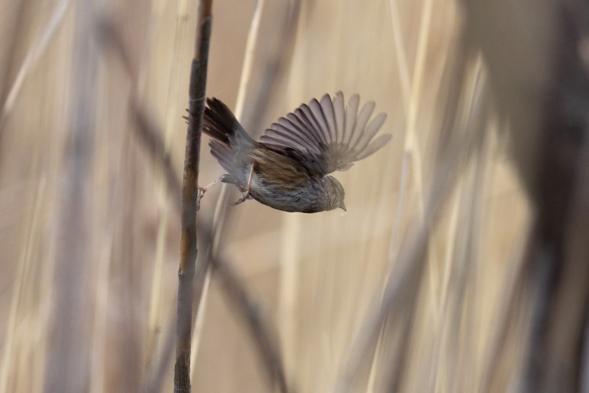 Swamp Sparrow - ML630238460