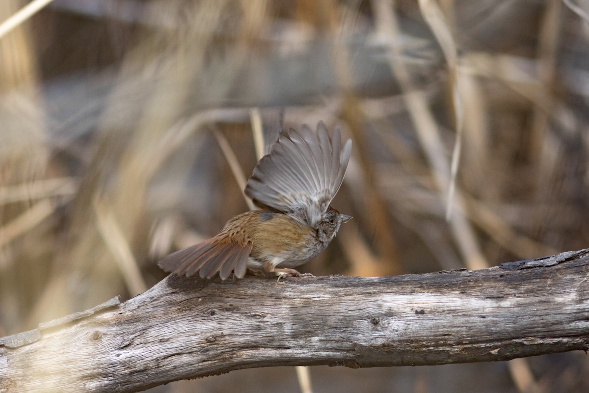 Swamp Sparrow - ML630238468