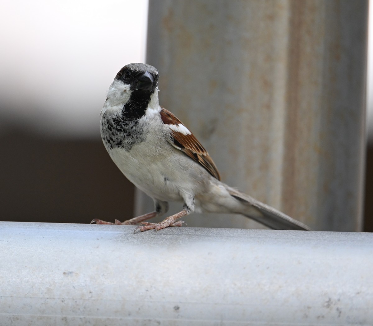 House Sparrow (Indian) - ML630238541