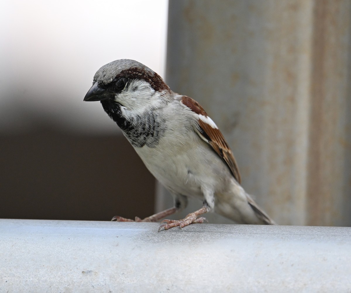 House Sparrow (Indian) - ML630238543