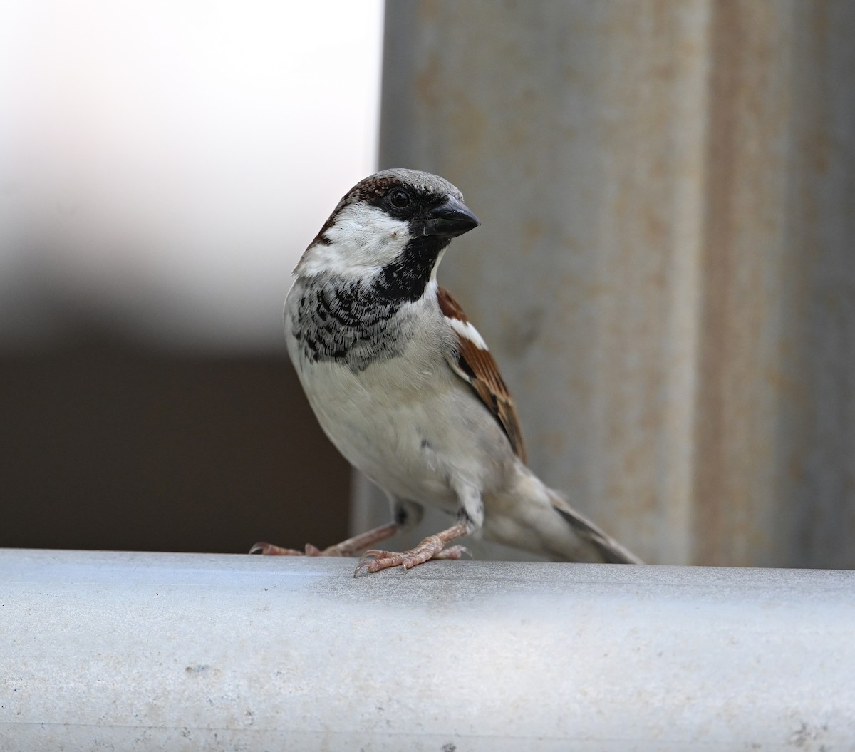 House Sparrow (Indian) - ML630238544