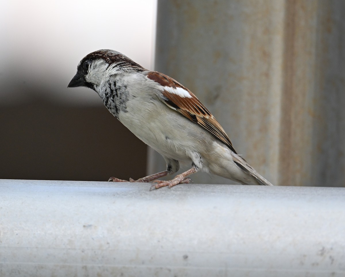 House Sparrow (Indian) - ML630238545