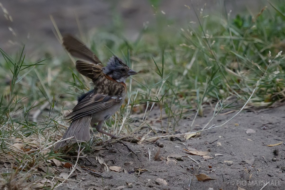 Rufous-collared Sparrow - ML630238550