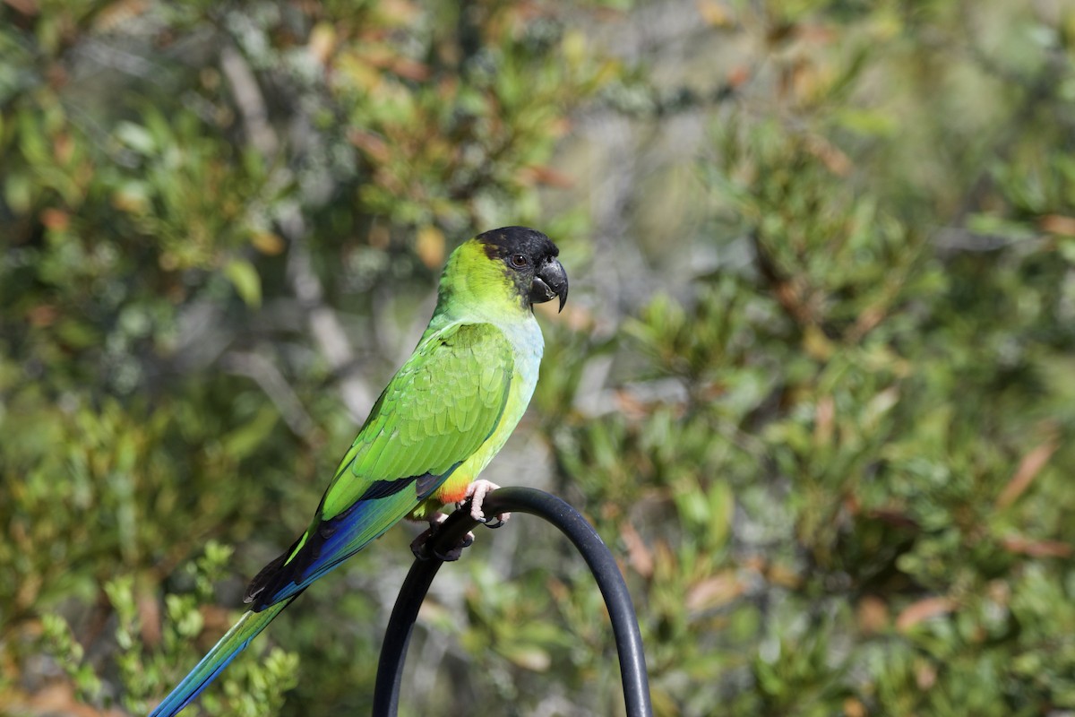 Nandaysittich - ML630239077