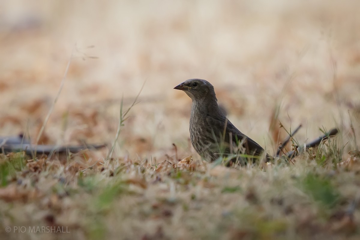 Shiny Cowbird - ML630239085