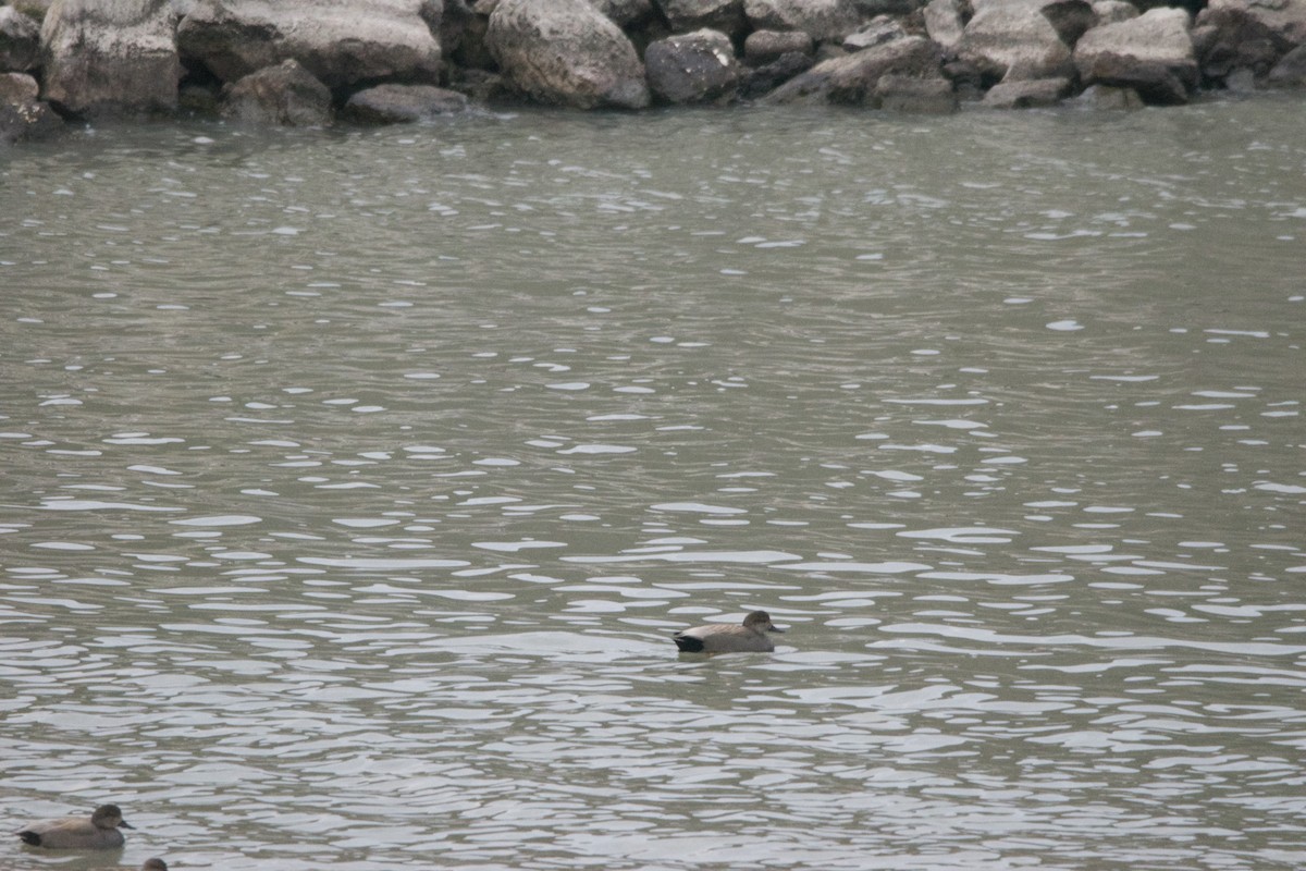 Schnatterente - ML630239099