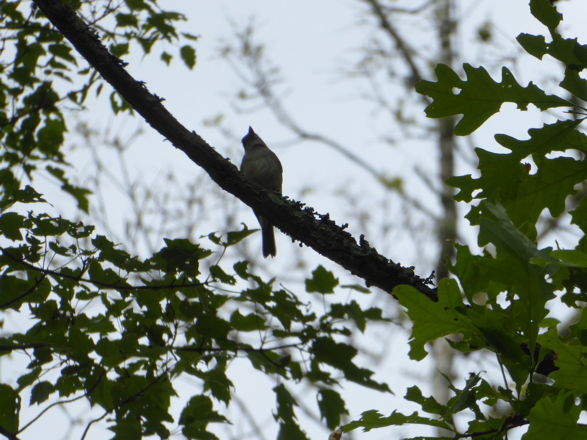 Acadian Flycatcher - ML63023921