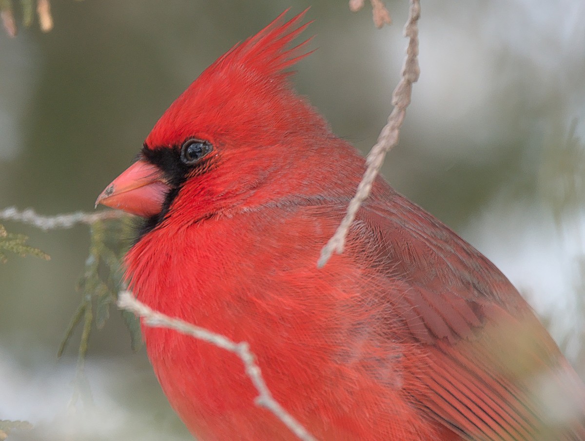 Cardinal rouge - ML630239284