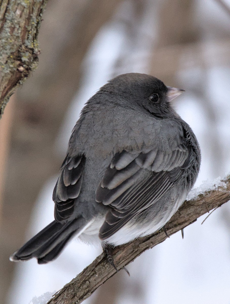 Junco ardoisé - ML630239289