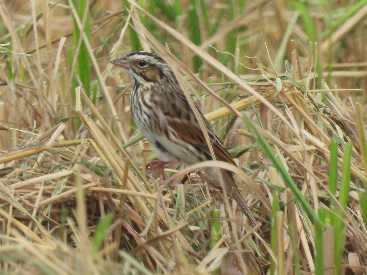 Savannah Sparrow - ML630239429