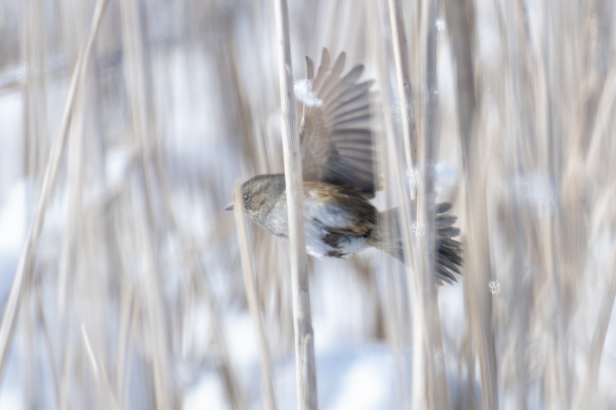 Swamp Sparrow - ML630239695
