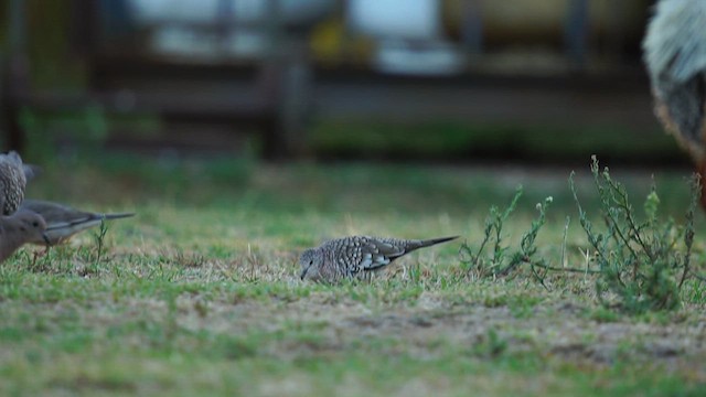 Scaled Dove - ML630239805