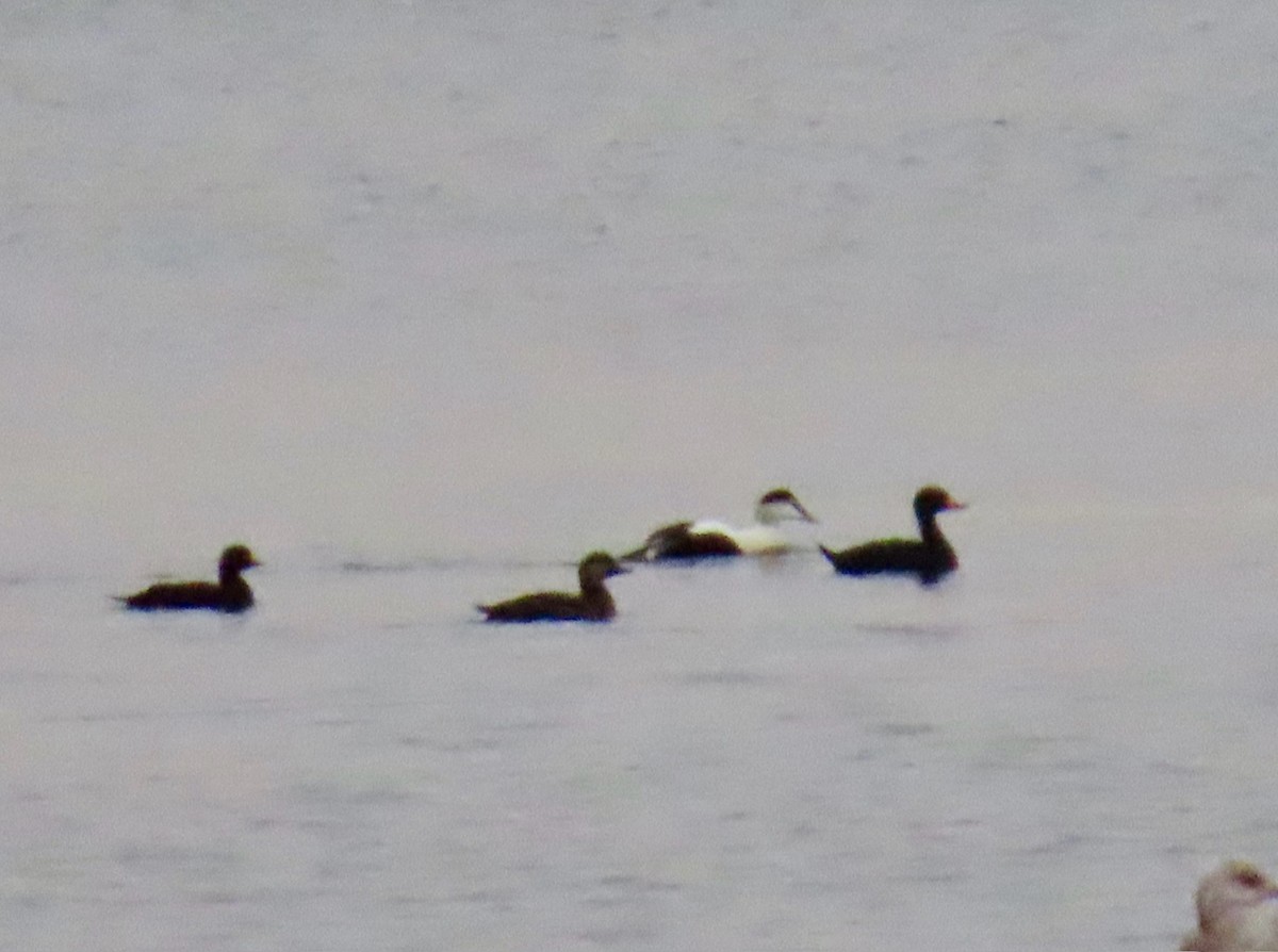 Common Eider - ML630240127