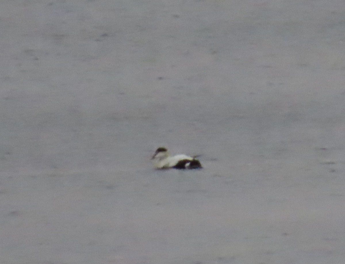 Common Eider - ML630240128