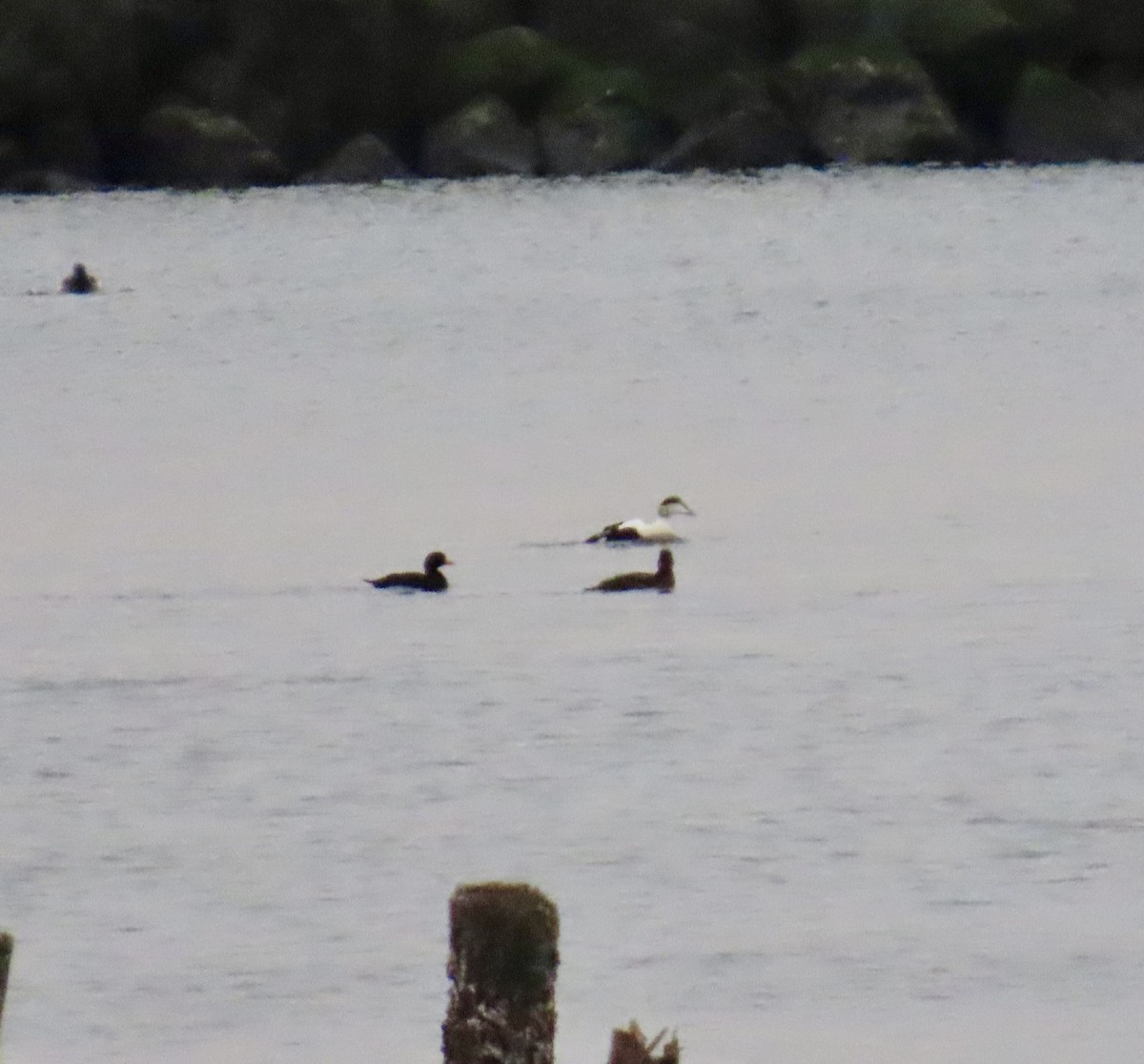 Common Eider - ML630240129