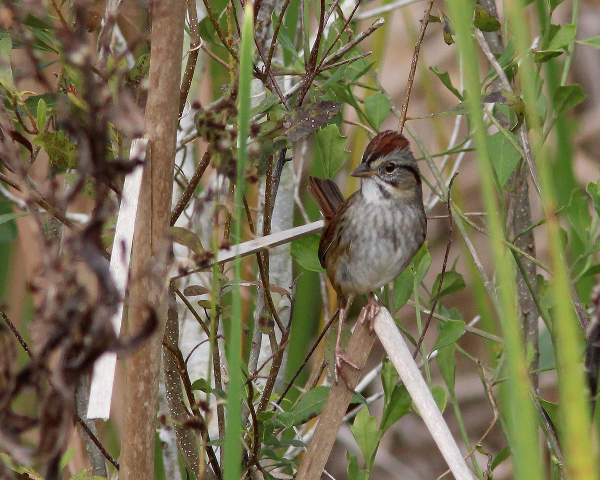 Swamp Sparrow - ML630240295