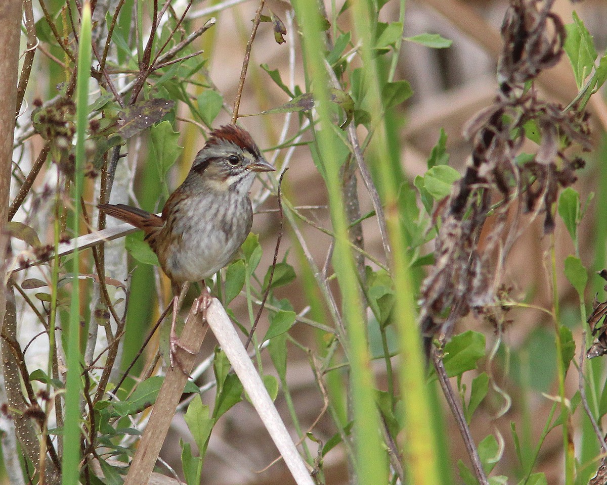 Swamp Sparrow - ML630240296