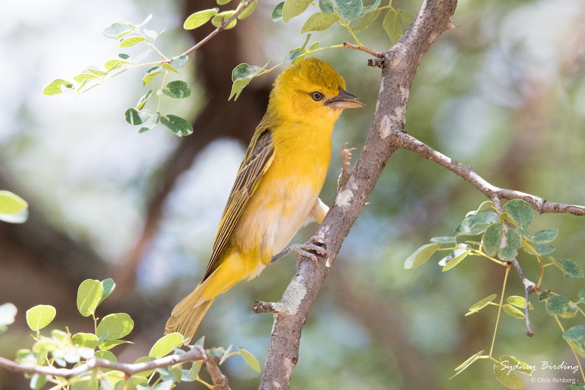Lesser Masked-Weaver - ML630240429