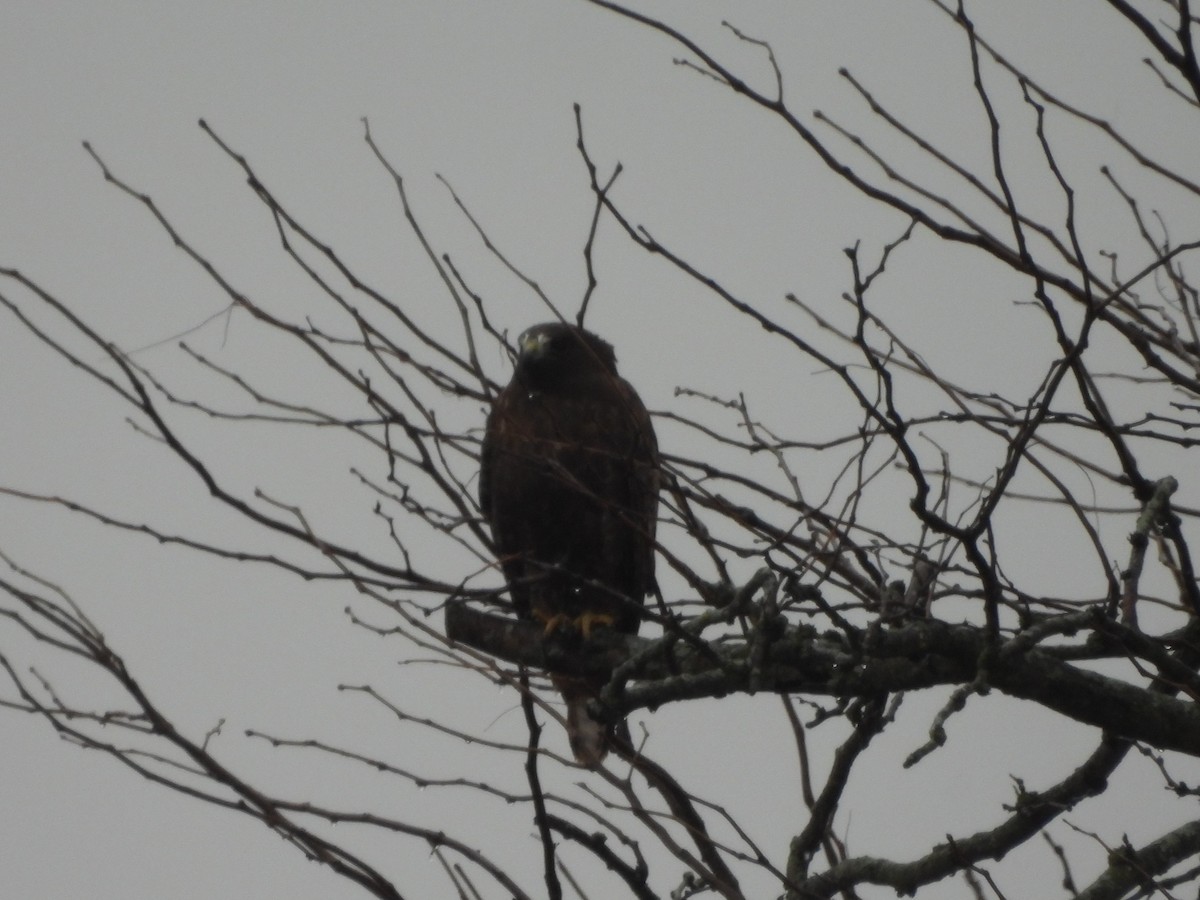 Red-tailed Hawk (Harlan's) - ML630240547
