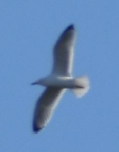 Larus sp. - ML630240856
