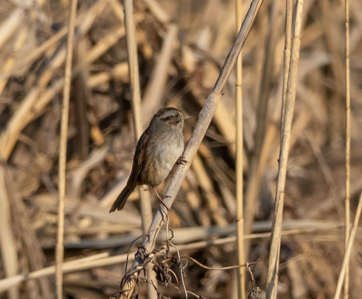 Swamp Sparrow - ML630241169