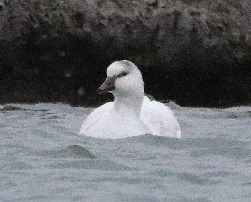 Snow Goose - ML630241173