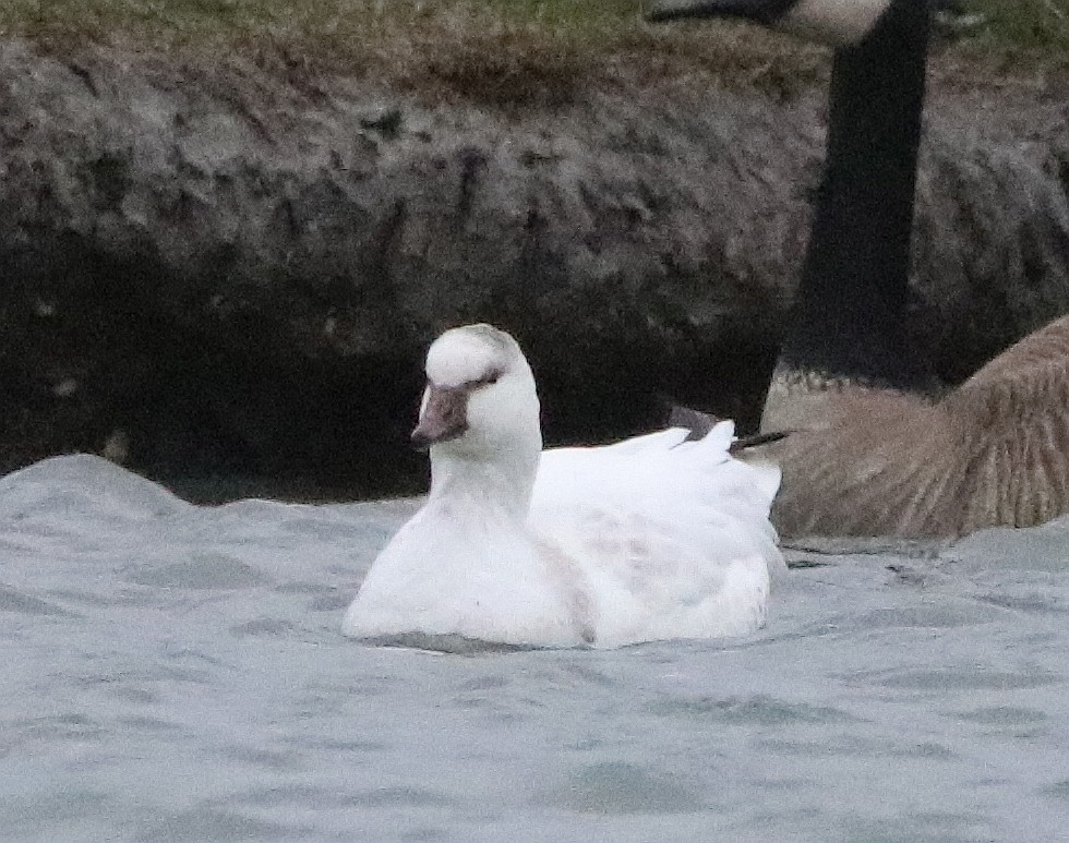 Snow Goose - ML630241174