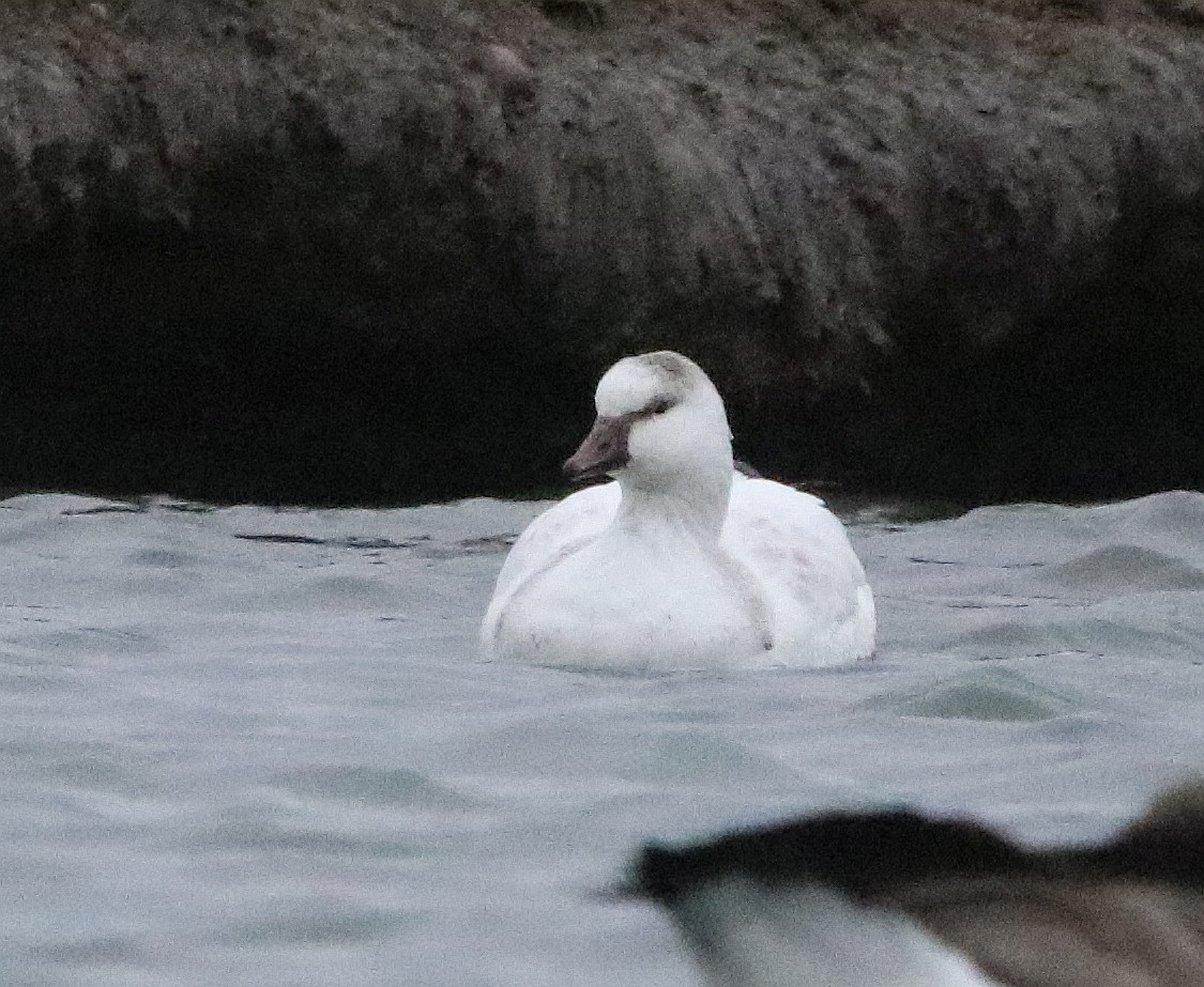 Snow Goose - ML630241175