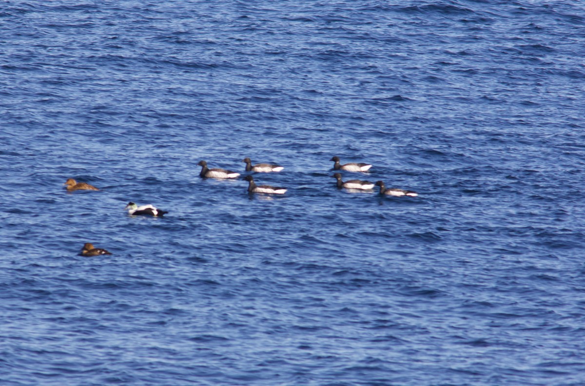 Brant - ML630241338