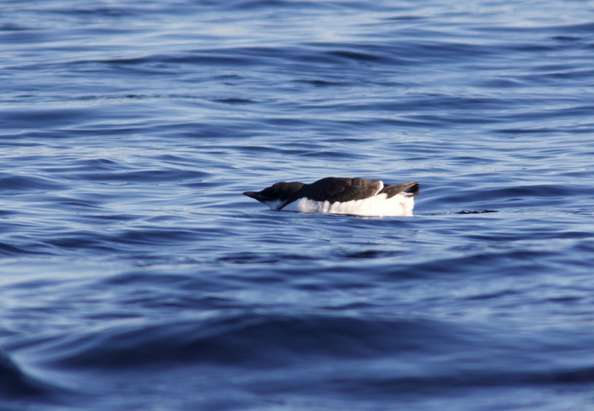 Thick-billed Murre - ML630241366