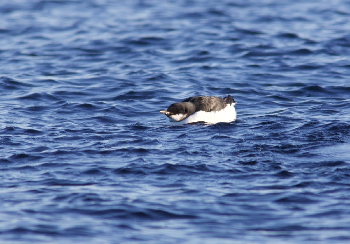 Thick-billed Murre - ML630241367