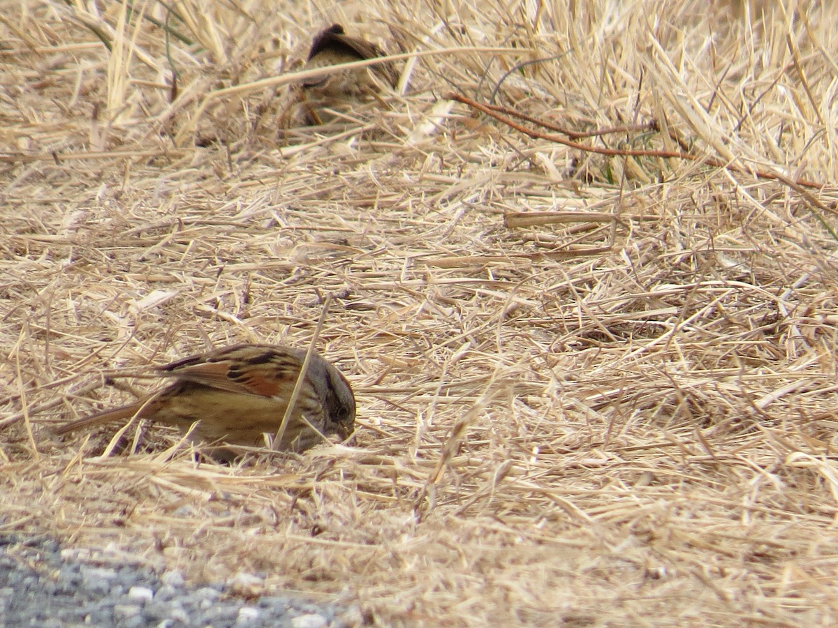 Swamp Sparrow - ML630241442