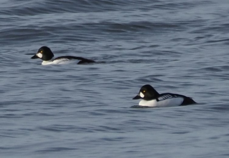 Hybride Garrot à oeil d'or x G. d'Islande - ML630241661