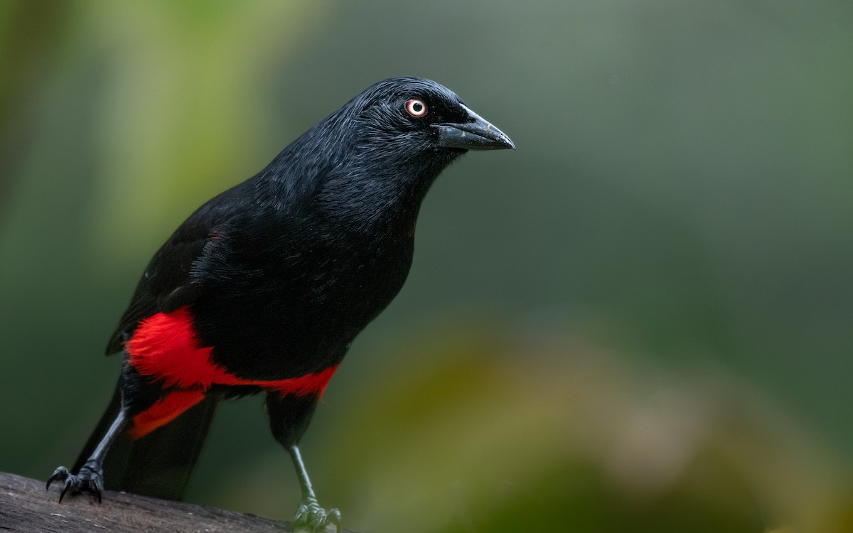 Red-bellied Grackle - ML630241732