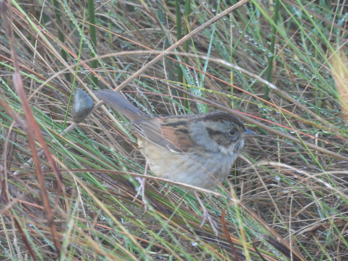 Swamp Sparrow - ML630241961