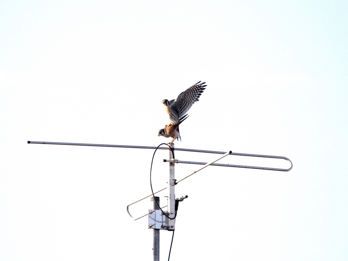American Kestrel - ML630242231