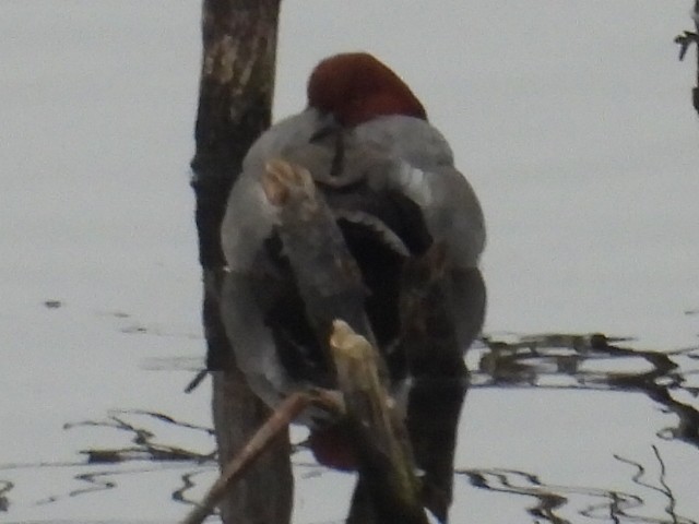 Canvasback - ML630242249