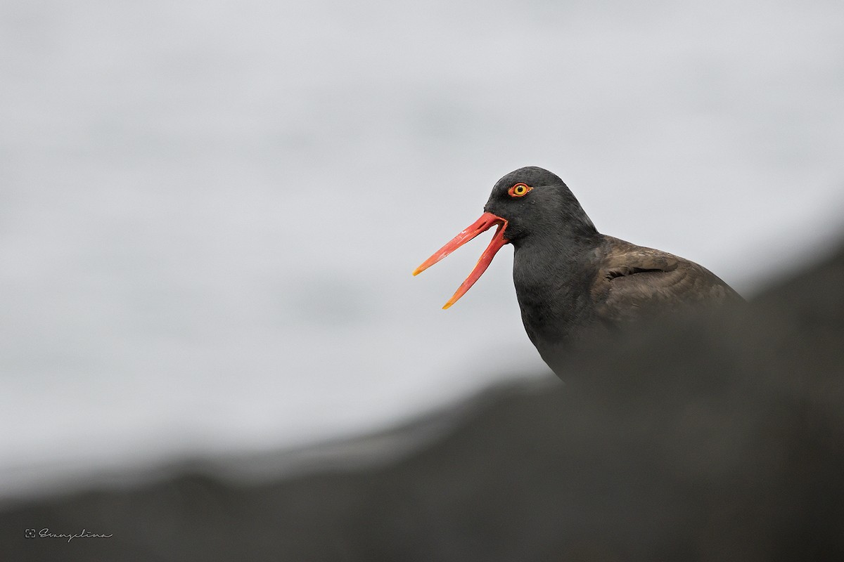 Blackish Oystercatcher - ML630242287