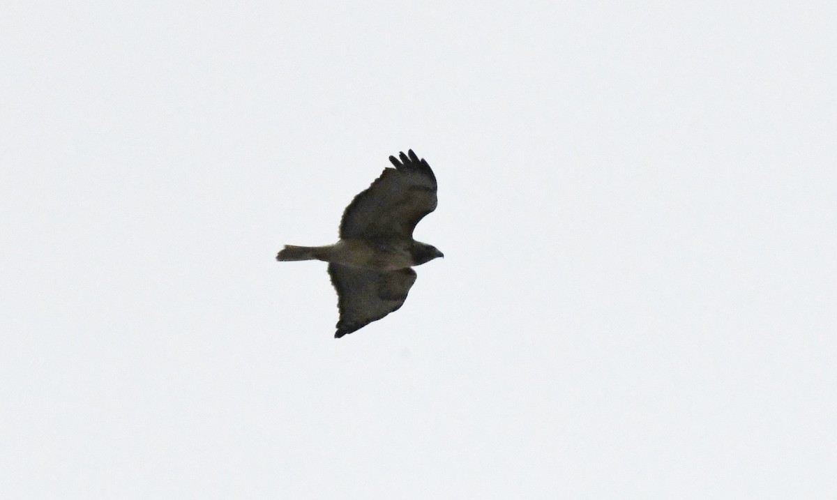 Red-tailed Hawk (calurus/alascensis) - ML630242305