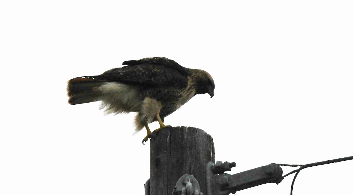 Red-tailed Hawk (calurus/alascensis) - ML630242306