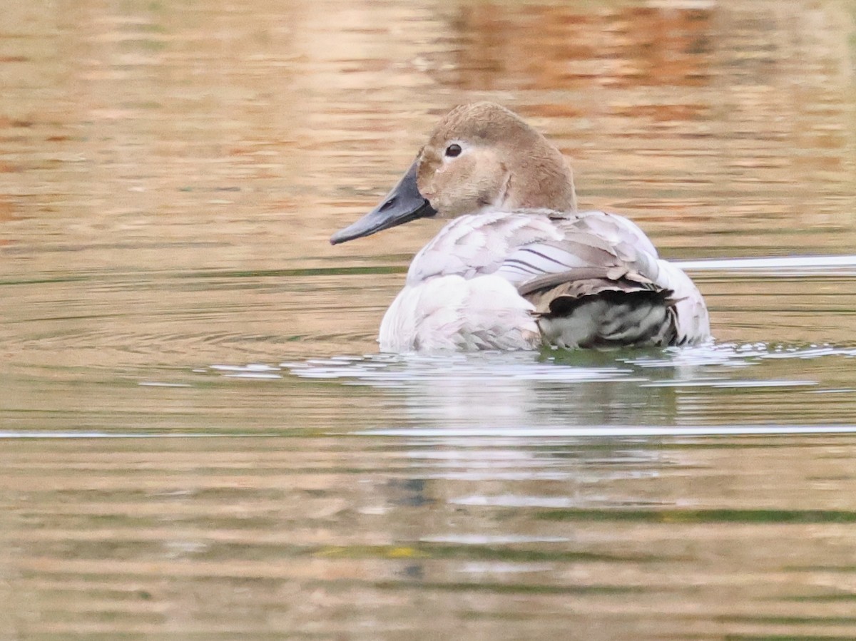 Canvasback - ML630242315