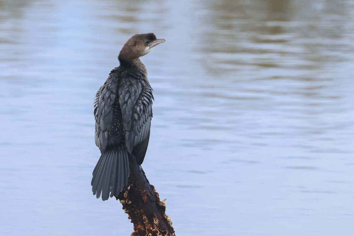 Pygmy Cormorant - ML630242329