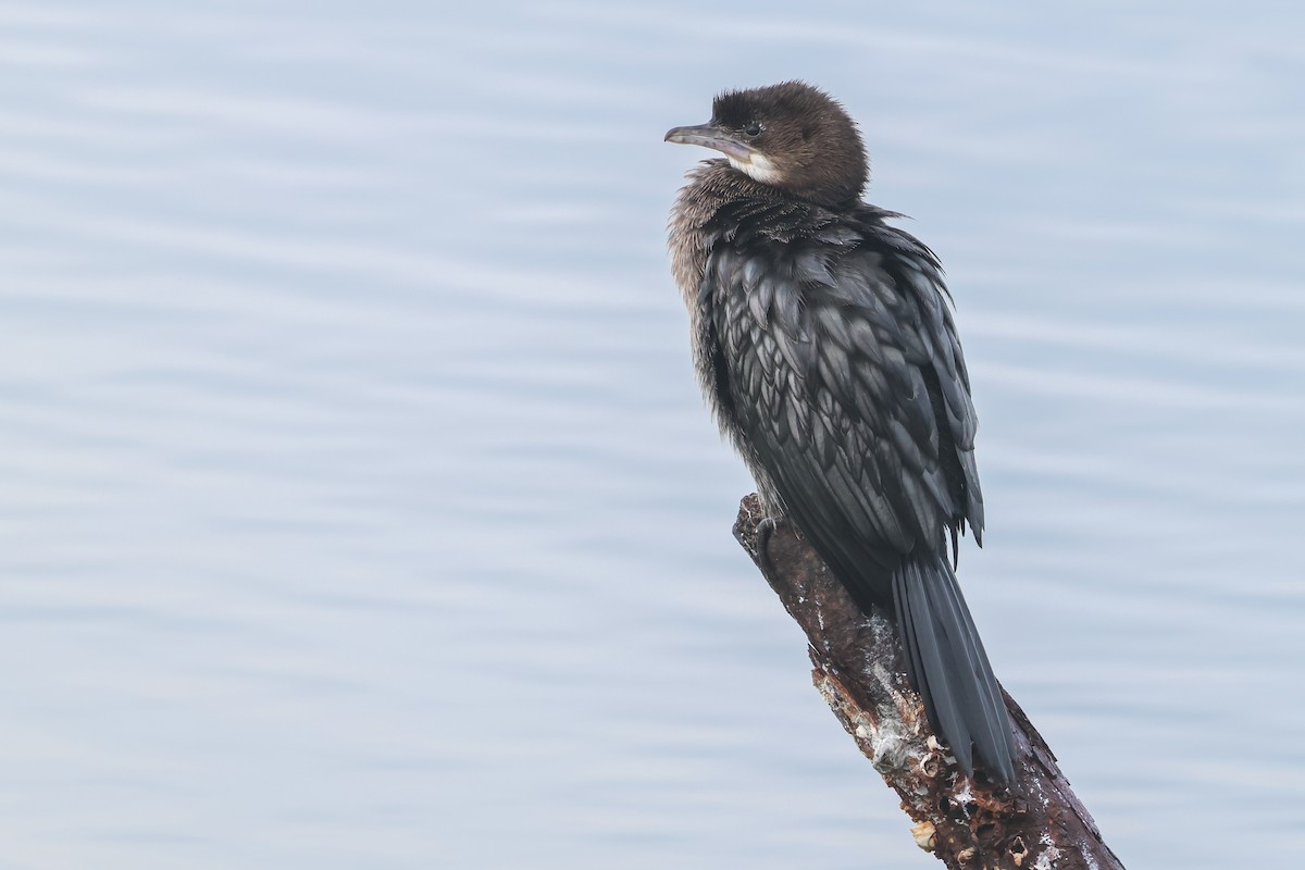 Pygmy Cormorant - ML630242330