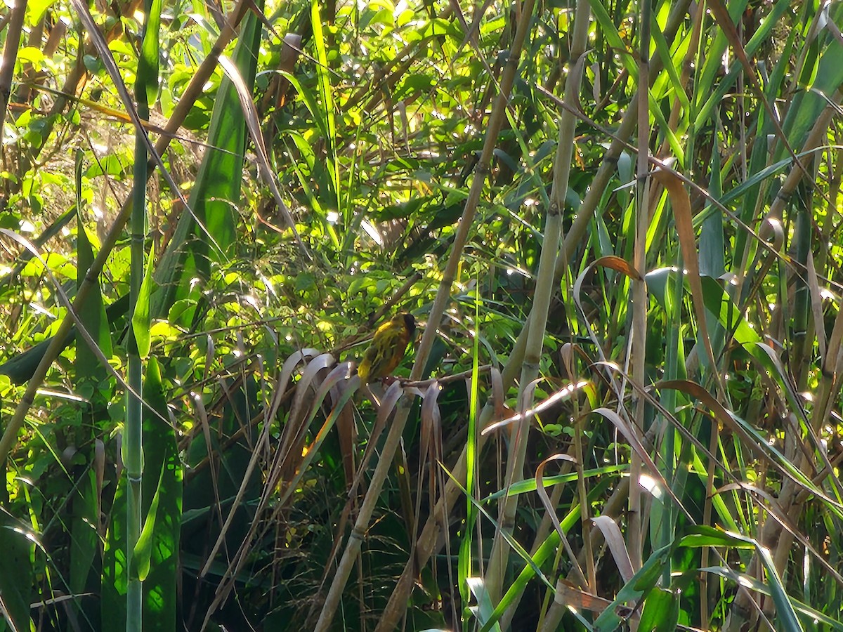Black-headed Weaver - ML630242415
