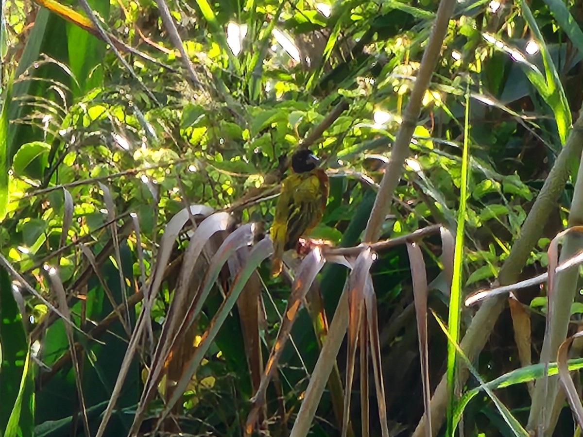 Black-headed Weaver - ML630242416