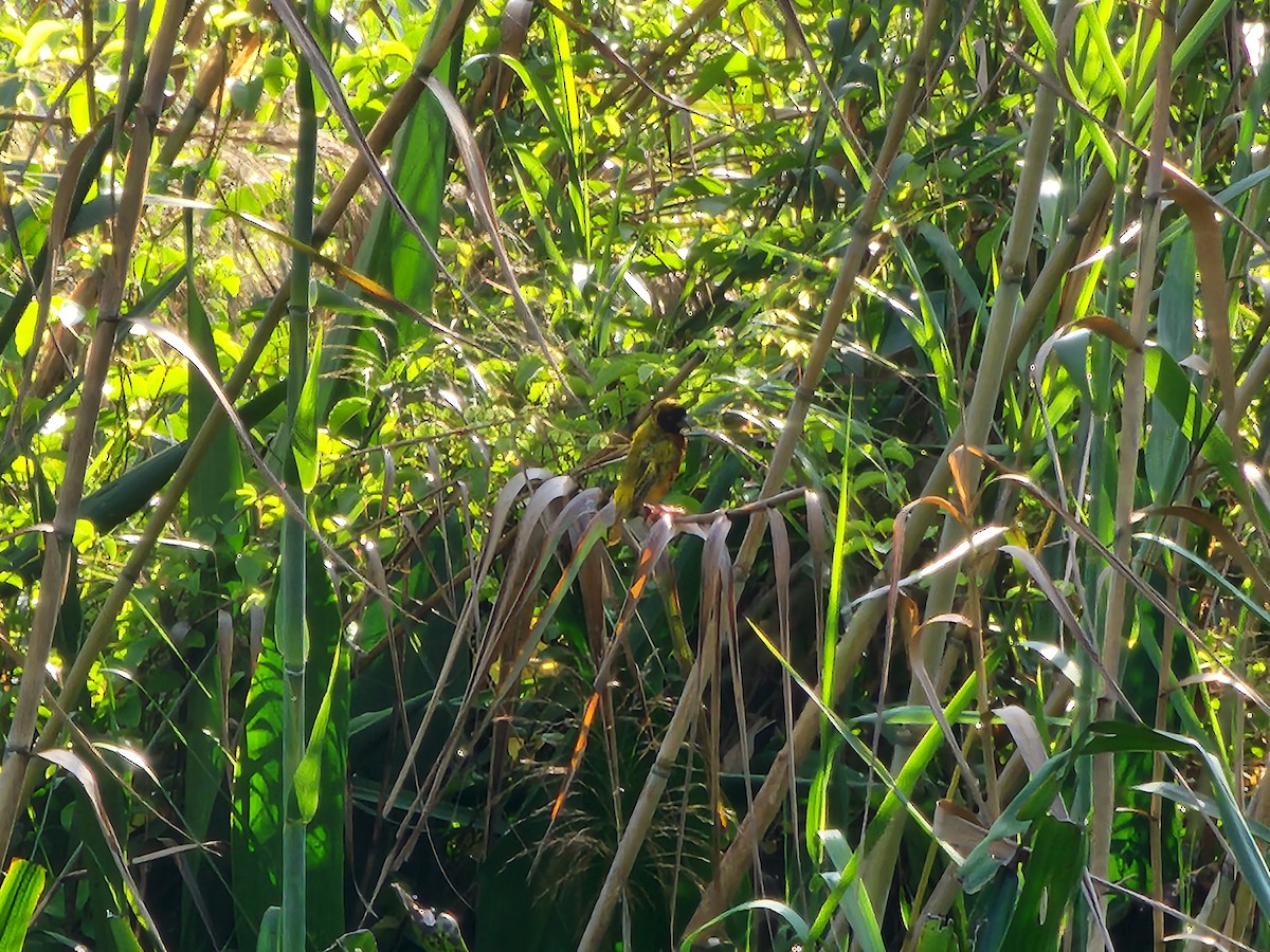 Black-headed Weaver - ML630242417