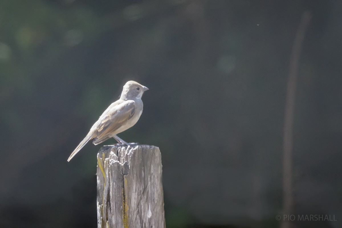 Diuca Finch - ML630242506