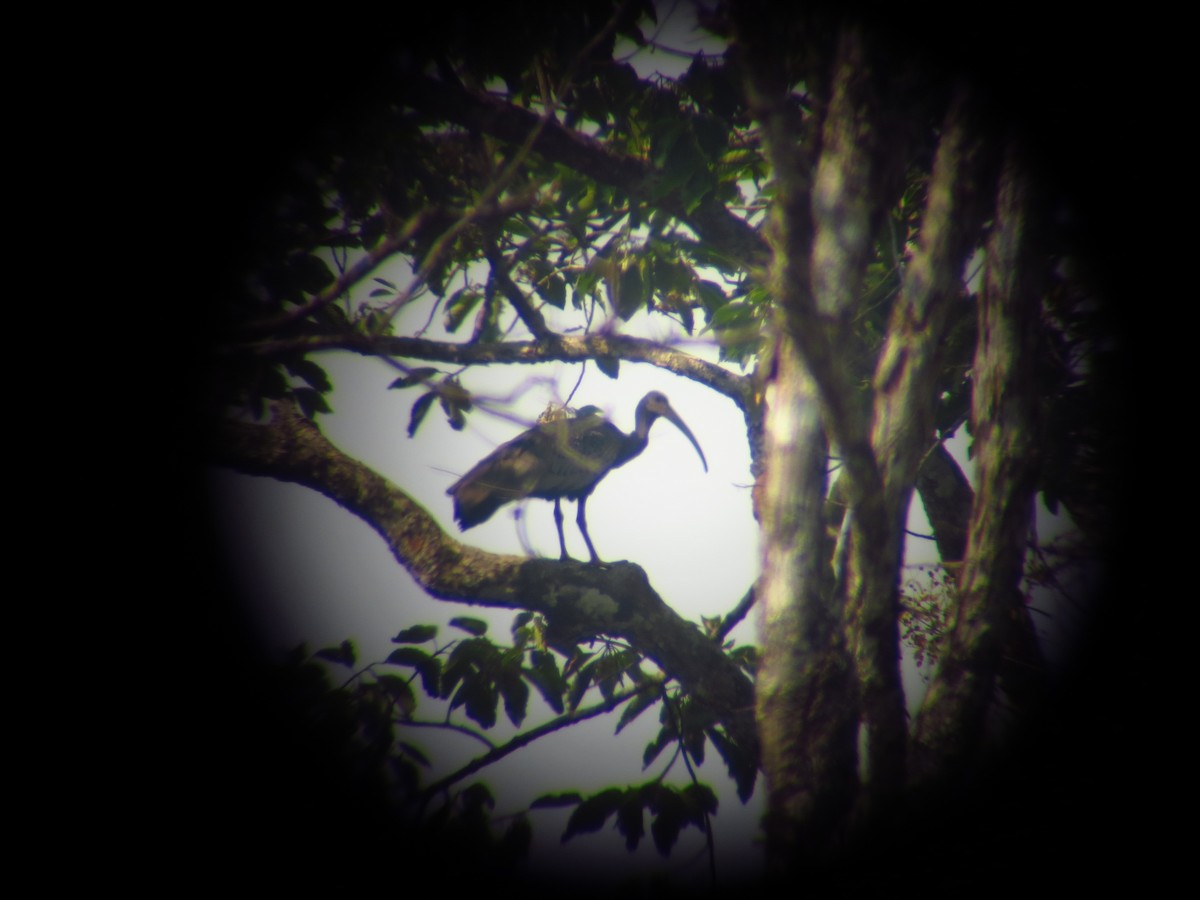 Giant Ibis - ML630242573