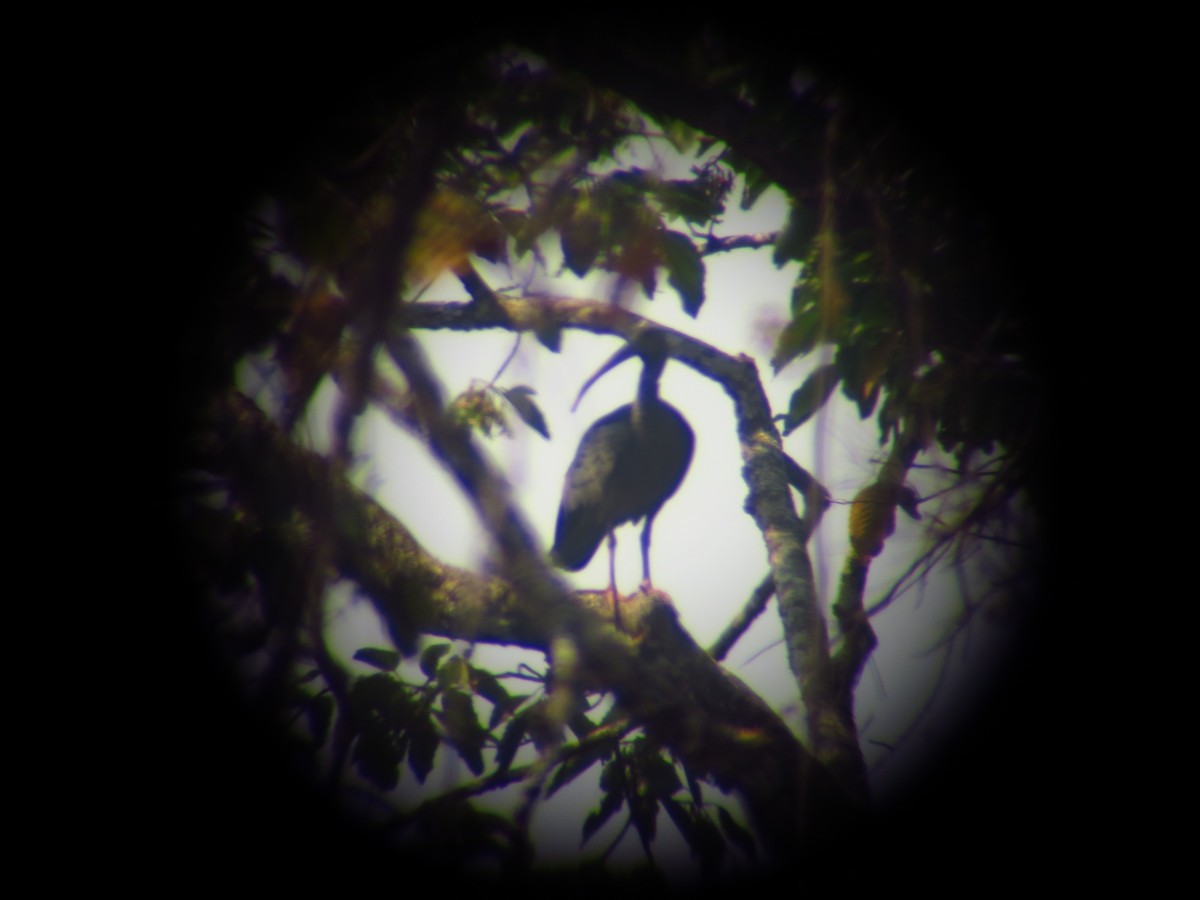 Giant Ibis - ML630242583